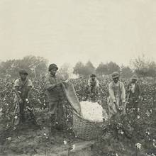 Example card. “No Slavery. Nobody has any right to make us a slave. We cannot make anyone our slave.” (Universal Declaration of Human Rights, 1948, article 4). Cotton pickers at work, photo: H. P. Cook, Richmond, New York Public Library.